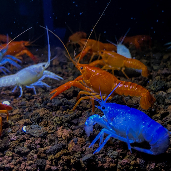 למה לסרטנים יש צבעים בוהקים? ככה