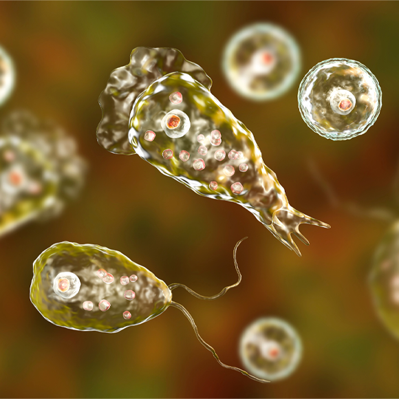 מחלות ללא גבולות – אמבה אוכלת מוח