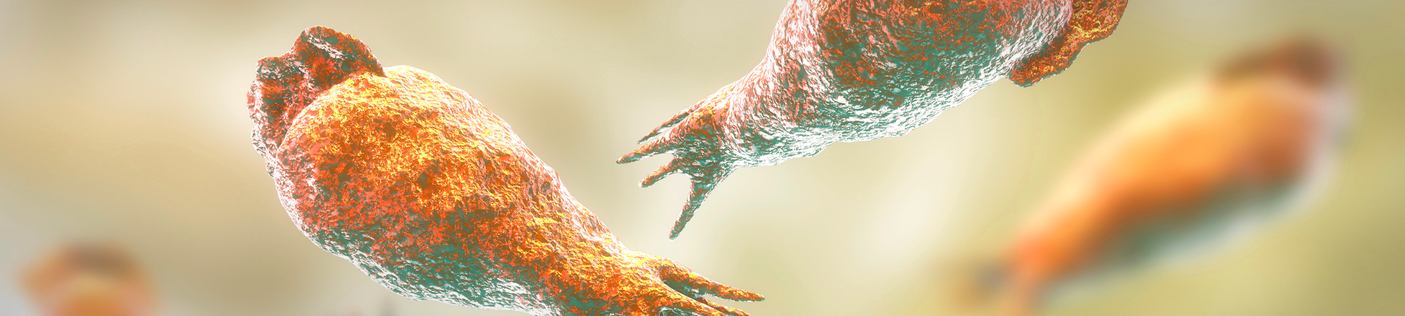 מי היא האמבה אוכלת המוח?