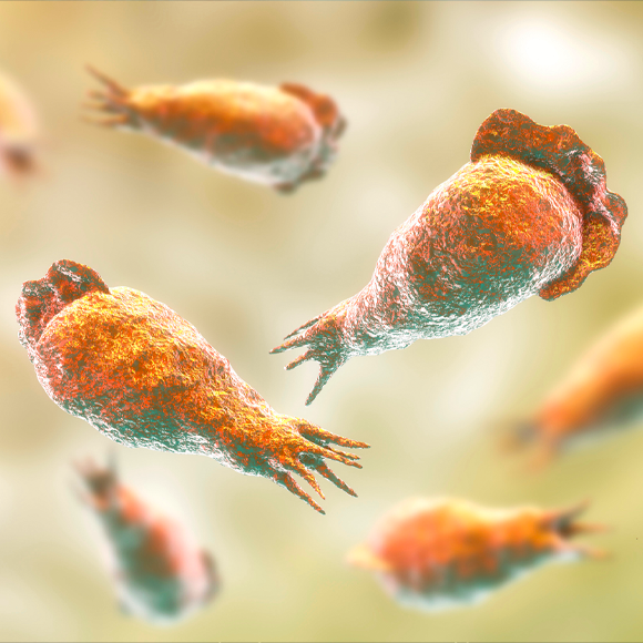 מי היא האמבה אוכלת המוח?