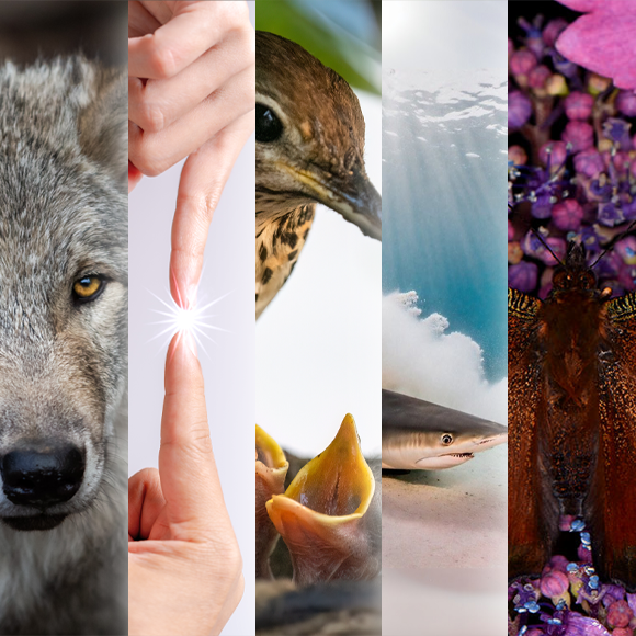 המחקרים החדשים ביותר: מהנשמדע 10/8/24