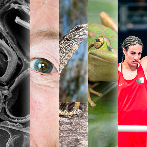 המחקרים החדשים ביותר: מהנשמדע 17/8/24