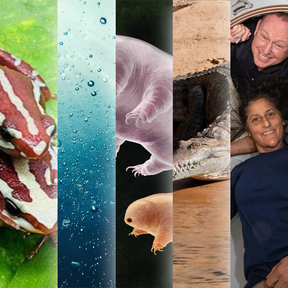 המחקרים החדשים ביותר: מהנשמדע 31/8/24