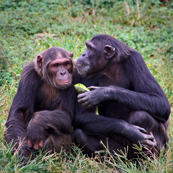 דיאלוג שימפנזי