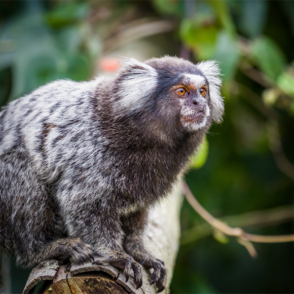 קוף, איך קוראים לך?