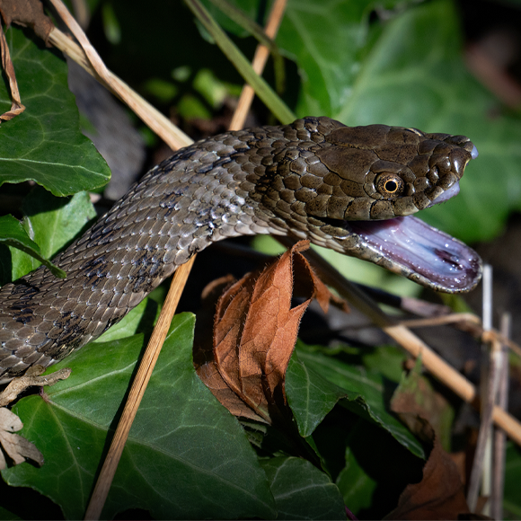 לשחק אותה נחש