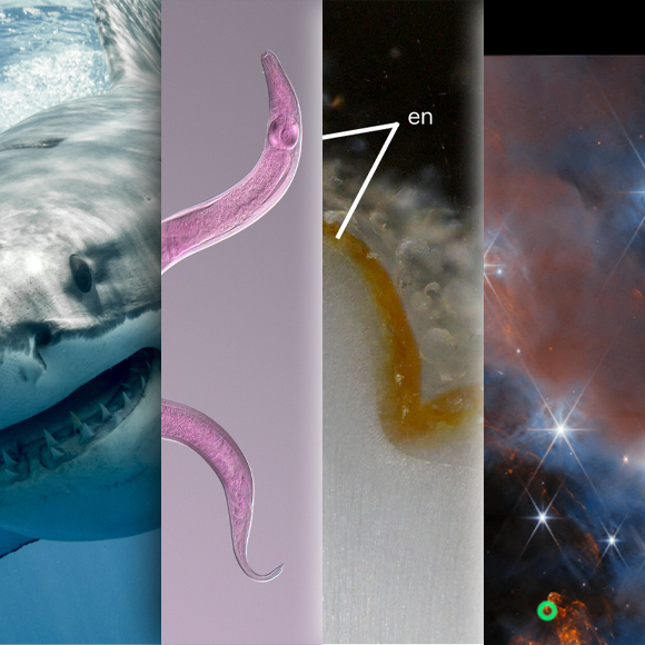 המחקרים החדשים ביותר: מהנשמדע 7/9/24