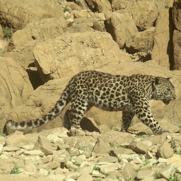 ציידי הנמרים של מדבר יהודה