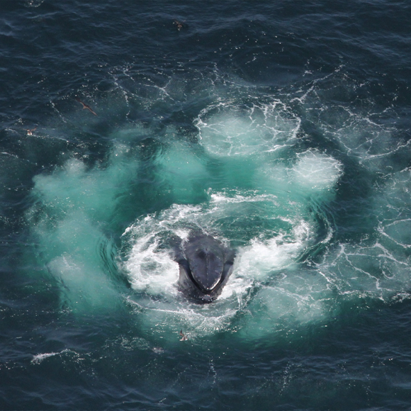 נופלים ברשת של הלווייתנים