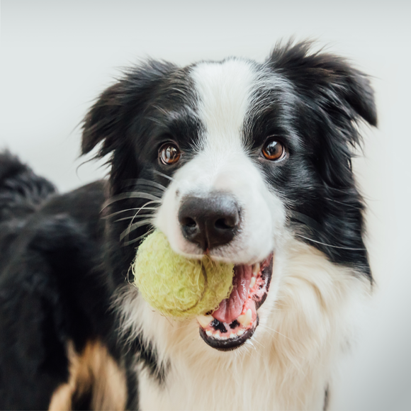 כלבים מחוננים לא שוכחים