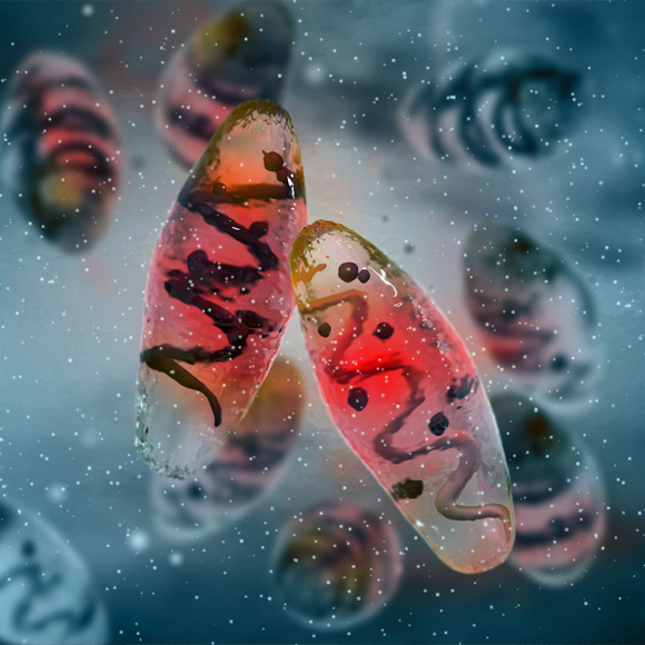 כינת הגוף והמגפה השחורה