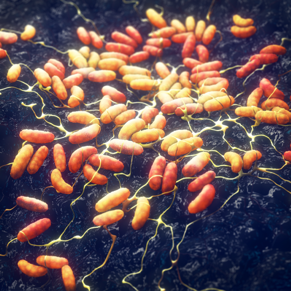 דבר במדגסקר, פוליו בעזה: מחלות ללא גבולות