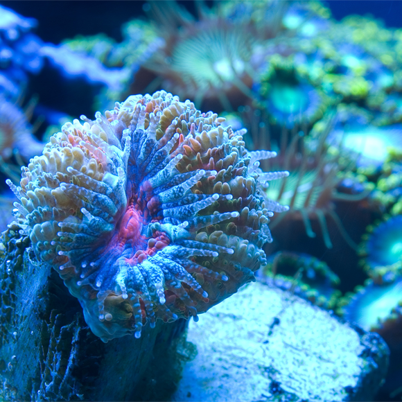 מופע האורות של עידן הקמבריון