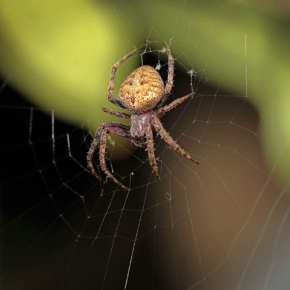 הפיתיון המהבהב של העכביש