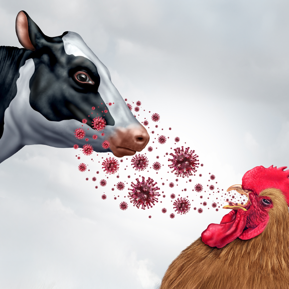 קדחות ושפעות: מחלות ללא גבולות