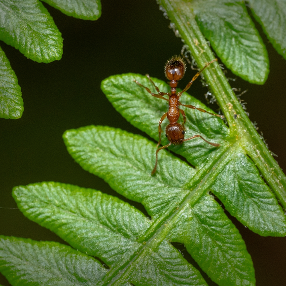על שרכים ונמלים