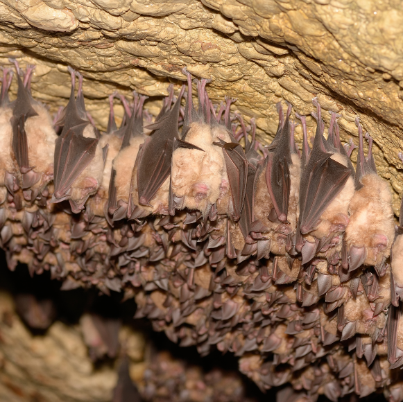 The Bat Epidemic and Infant Mortality