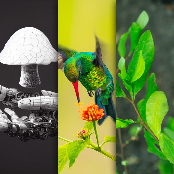 המחקרים החדשים ביותר: מהנשמדע 5/10/24