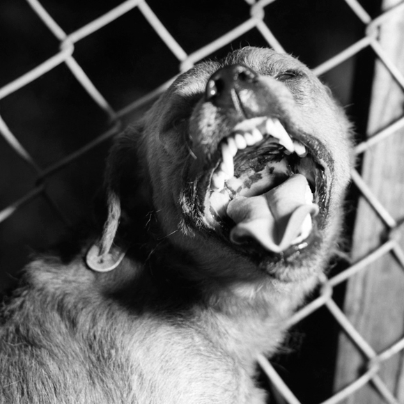 מחלות ללא גבולות: חולה כלבת בישראל