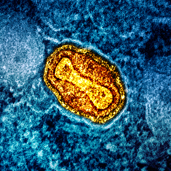 جدري القرود: حالة طوارئ عالميّة مجدّدًا