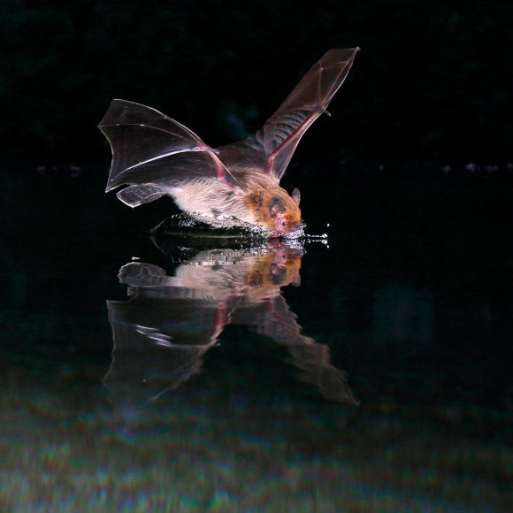 מפת ההד של העטלפים