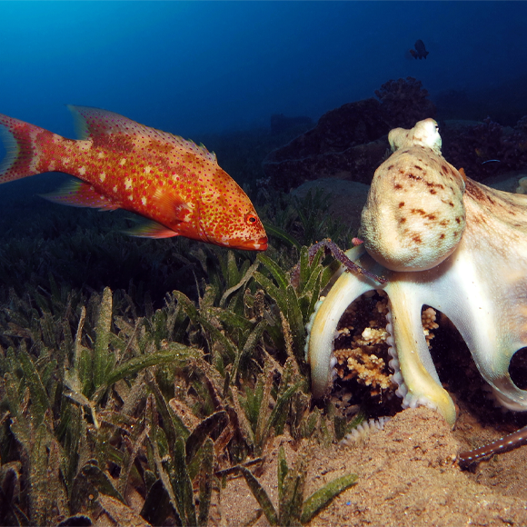 קבוצת הציד של התמנון