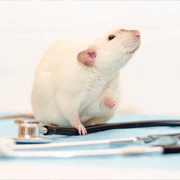 שמיעת-העל של עכברי המעבדה