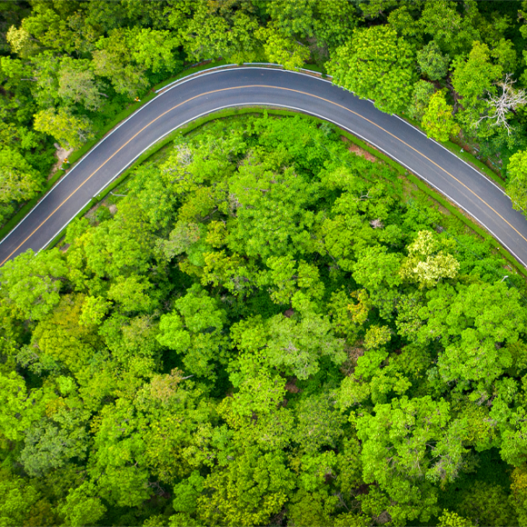 Slowly Disappearing Canopy – Tropical Forests in Peril