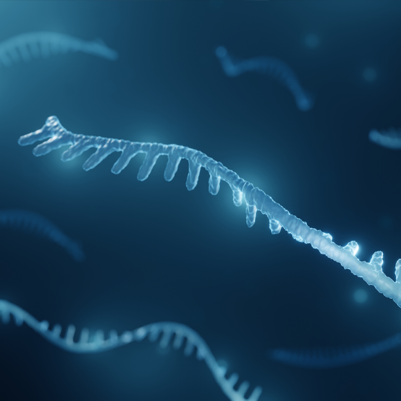 פרס נובל ברפואה 2024: גילוי המיקרו-RNA