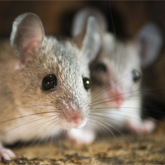 אסטרטגיה עכברית לבריחה מבריונים