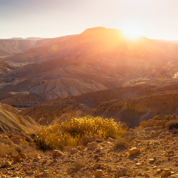 ללכת אחריהם במדבר
