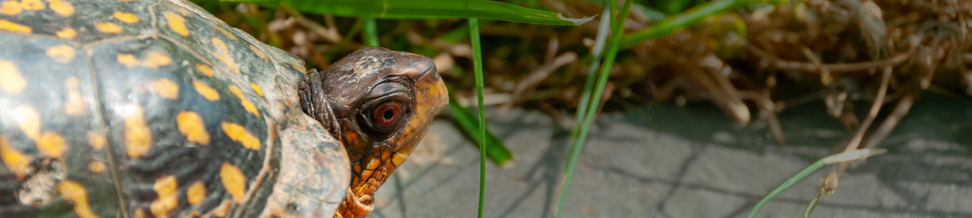 אוהב להיות בבית