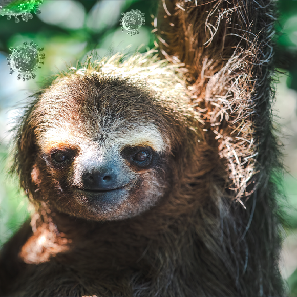 “קדחת העצלנים” הגיעה לאירופה