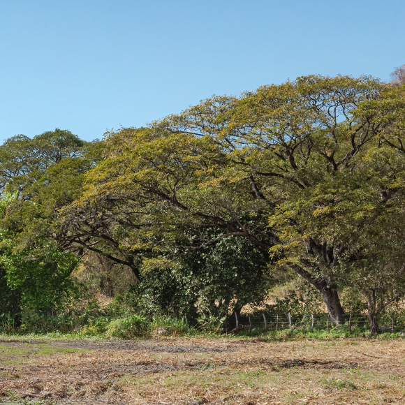 קן לציפור, מפטרייה נגד נמלים