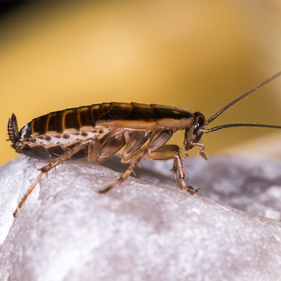The German Cockroach That Took Over the World