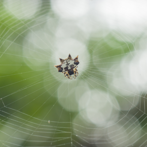 איך העכביש טווה את קוריו?