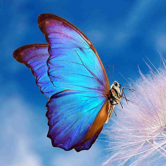 מחקר עם כנפיים