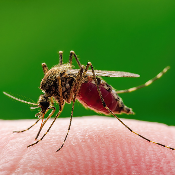 حمّى النيل الغربيّ في إسرائيل