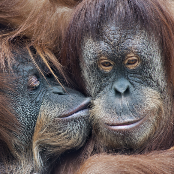 האבולוציה של הנשיקה