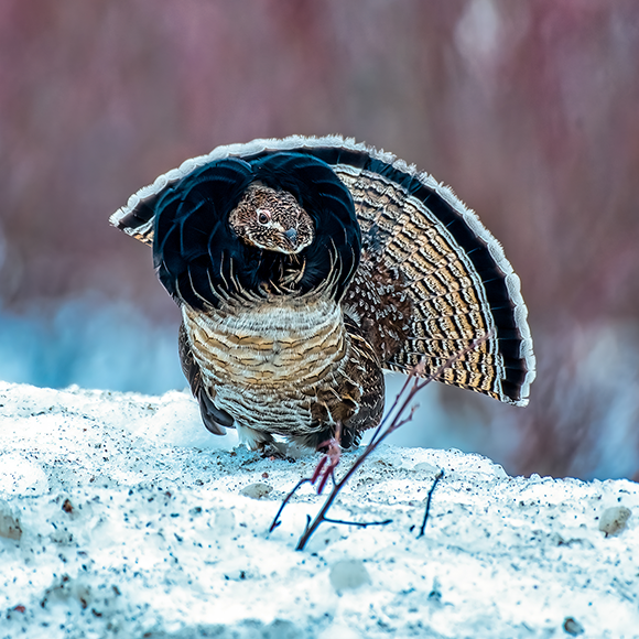 למה השכווים הפסיקו לפחד?