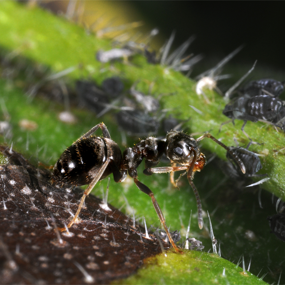 المناعة المعماريّة في مساكِن النمل