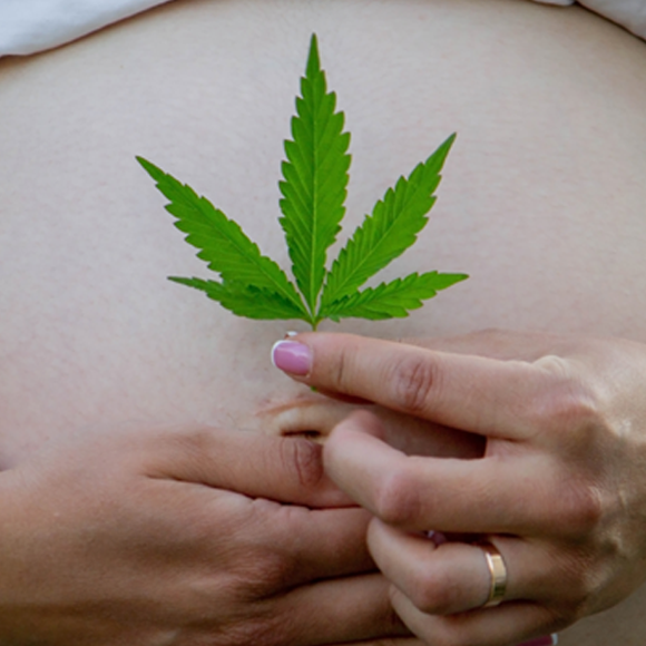 קנביס הרה גורל