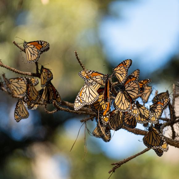 הנדידה הסמויה מן העין