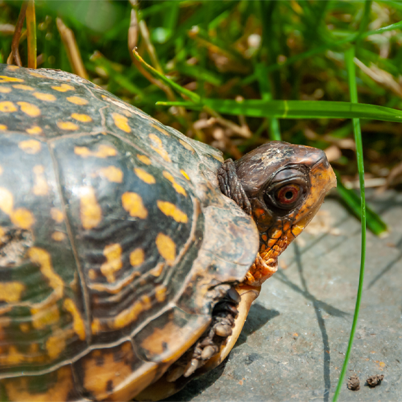 حيواناتٌ تحبّ المكوث في المنزل