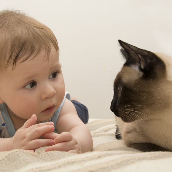 A Cat’s Take on Words Image-Word Associations in Cats