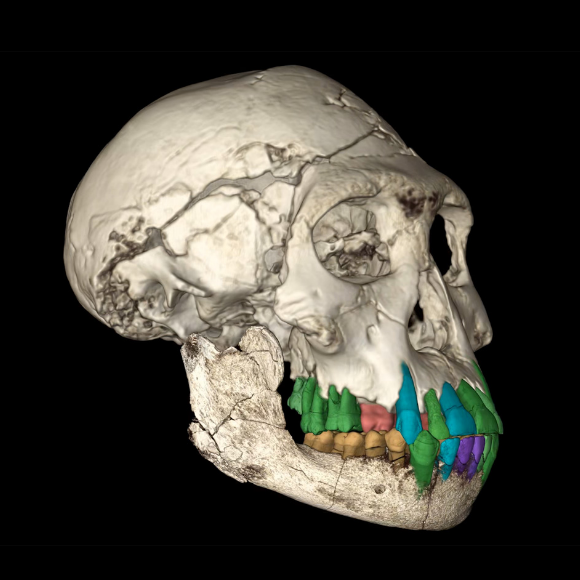 מתי הומצאה הילדות הארוכה?