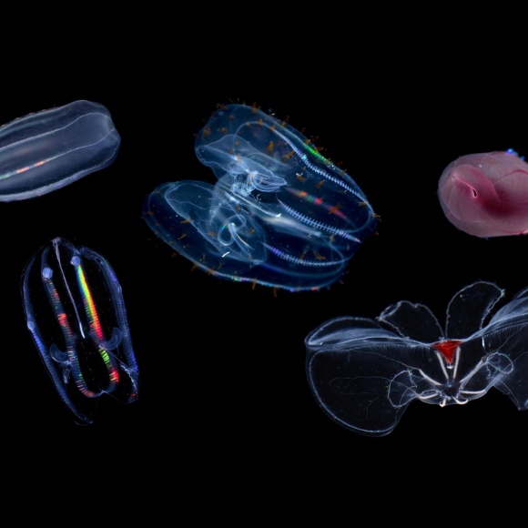 איך לעמוד בלחץ – גרסת המעמקים