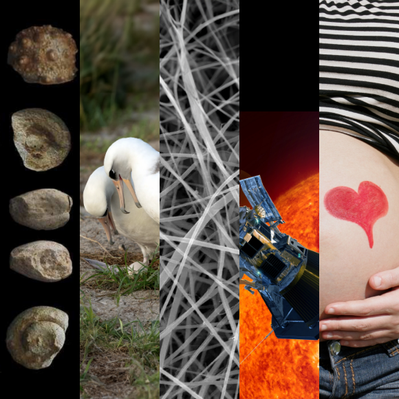 המחקרים החדשים ביותר: מהנשמדע 28/12/2024