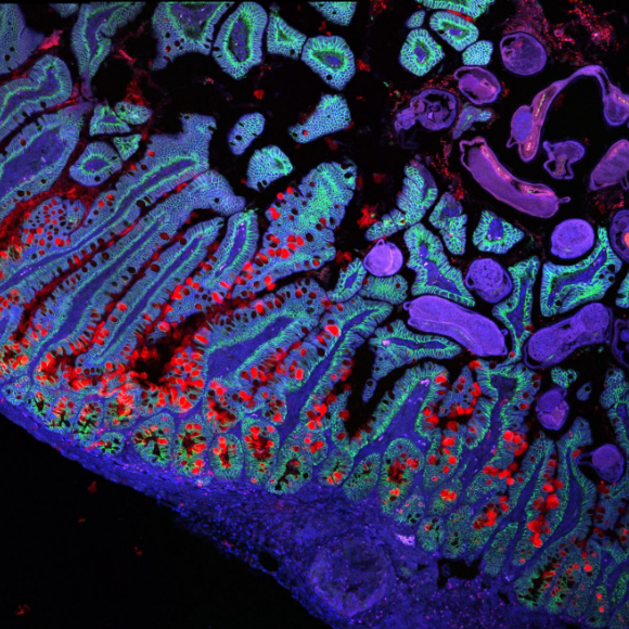 رحلة في “آلة جسم الإنسان”