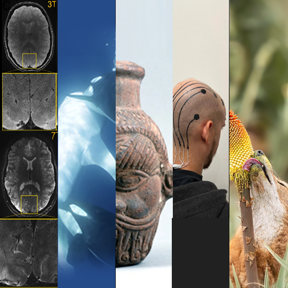 המחקרים החדשים ביותר: מהנשמדע 14/12/2024